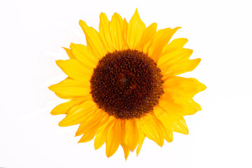 Fototapeta premium sonnenblume ,hintergrund