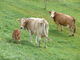 Kühe, Schweiz, Alpen