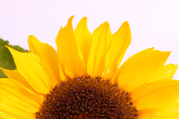 Obraz premium sonnenblume