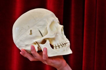skull