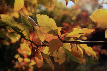 Autumn colors - Herbstfarben