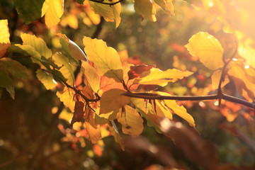Herbstlicht - autumn light