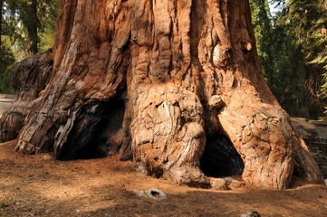 Sequoia Nationalpark, California, USA
