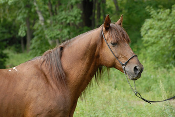 Obraz na płótnie Canvas Portrait of a beautiful Red hack stallion