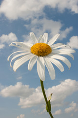 Leucanthemum superbum 'Silberprinzesschen', Asteraceae