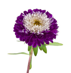 violet-white aster isolated