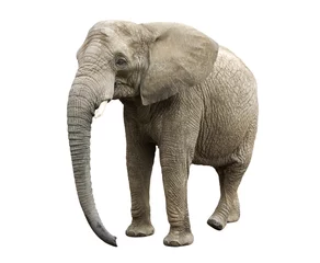 Papier Peint photo Lavable Éléphant Éléphant d& 39 Afrique avec un tracé de détourage