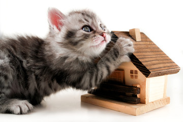Kitten has real estate - obrazy, fototapety, plakaty