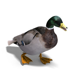 male duck mallard