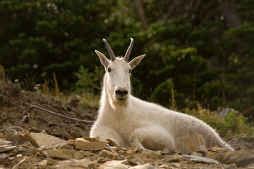 Naklejka na ściany i meble Mountain goat in Glacier National park, Montana