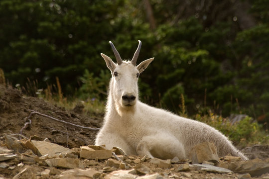 Mountain goat in Glacier National park, Montana