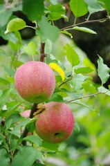 畑は世界です！