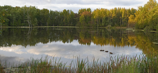 Morning Pond Panorama