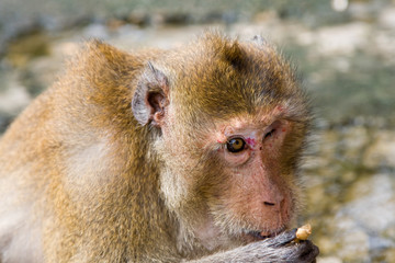 Fototapeta premium Macaque monkey