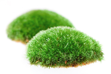 Close up of moss on white background