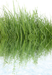 Obraz premium herbes