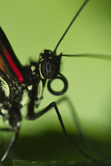 Schmetterling im Profil