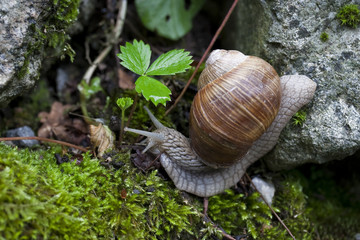 Weinbergschnecke