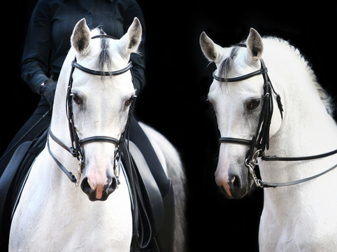 rider on white arab
