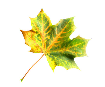 Isolated maple leaf