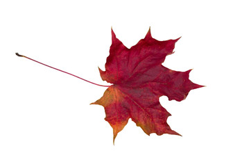 Faded red leaf