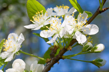 Blossoming twig of cherry-tree