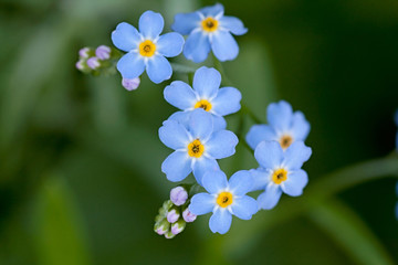forget-me-nots