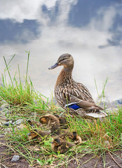 Duck with ducklings