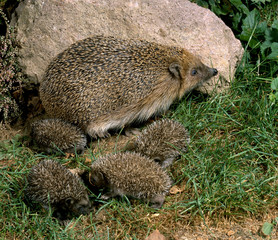 Igelfamilie_111595