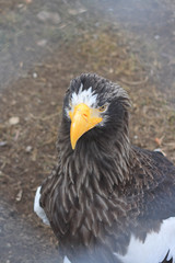 The eagle