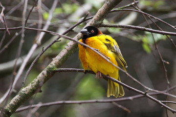 Textorweber (Männchen)