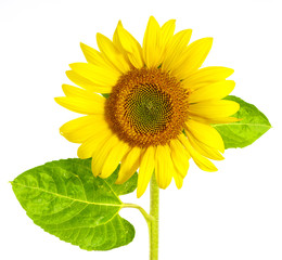 sunflower on white