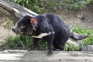 Tasmanian Devil 1