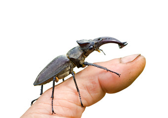 Stag-beetle on thumb 1