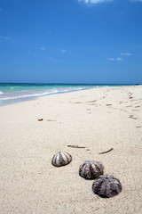 shells on a tropical beach