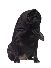Pug with a scarf on the head