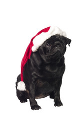 Black pug with a santa hat