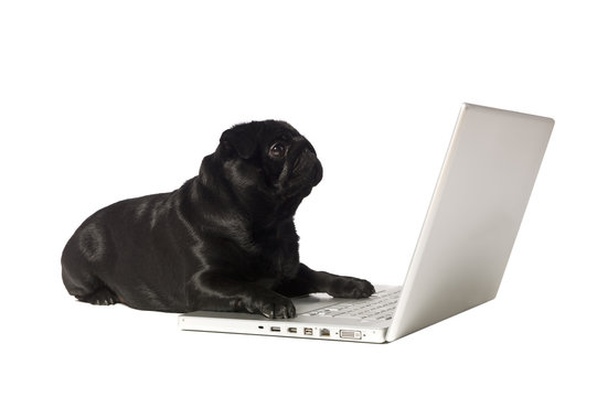 Black Dog At The Computer