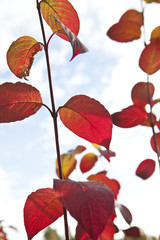 Red autumn leafs