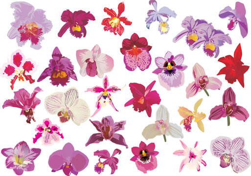 twenty nine red orchids