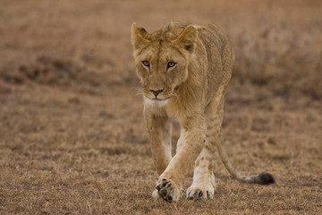 Junger Löwe
