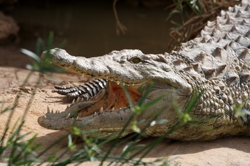 Nile Crocodile Portrait