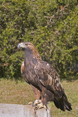 Golden eagle (aquila chrysaetos)