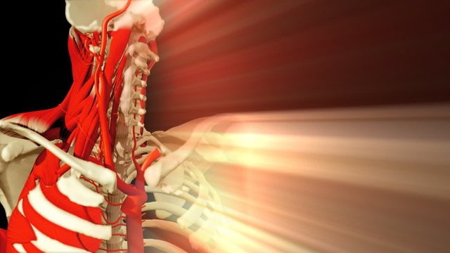 3D animation illustrating the human anatomy