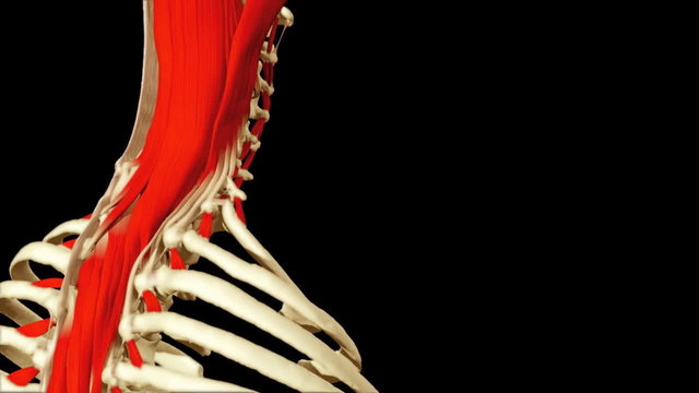 3D animation illustrating the human anatomy