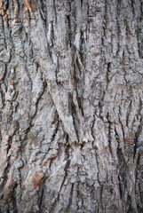 Fototapeta premium Gnarled Hickory Bark