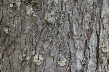 Grey Bark with Lichen