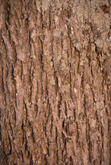 Tan Hickory Bark