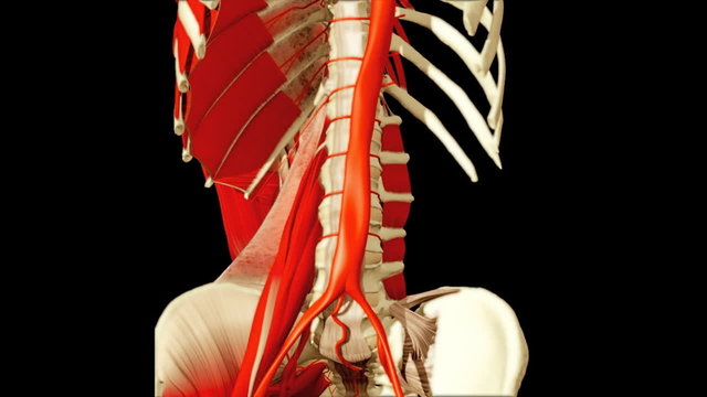 3D animation illustrating the human anatomy