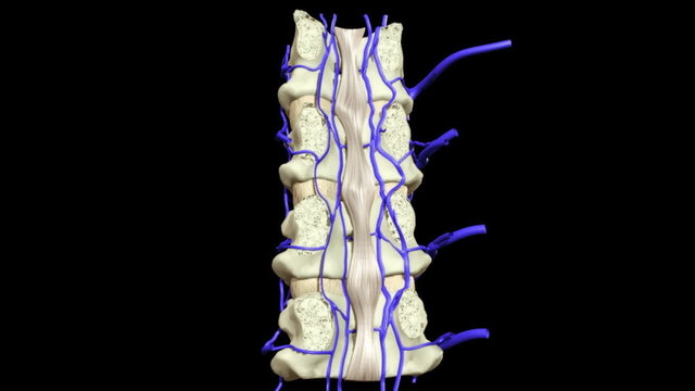 3D animation illustrating the human anatomy
